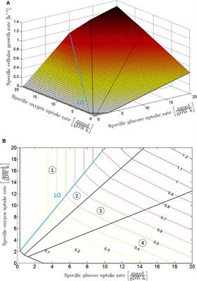 Simulation of Escherichia coli Dynamics in Biofilms and Submerged Colonies with an Individual-Based Model Including Metabolic Network Information